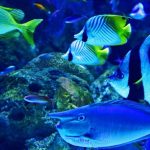 آکواریوم شیشه ای